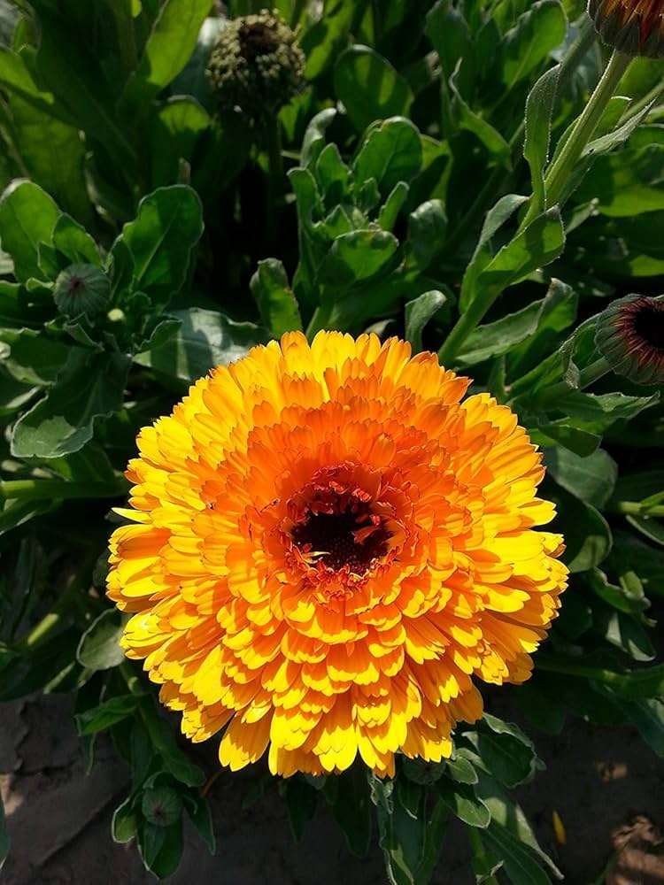 Calendula (Pot Marigold)